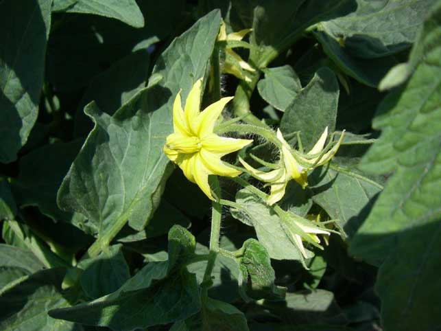 zucchini blossom