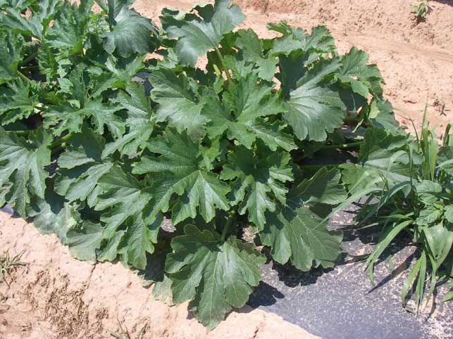 zucchini plant