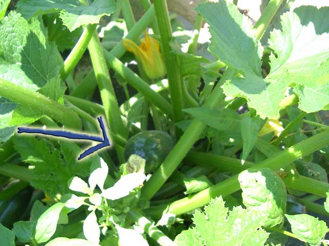 zucchini plant