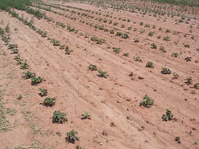 strawberry plants