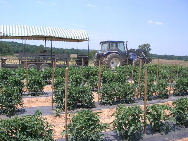 transport goes by plants