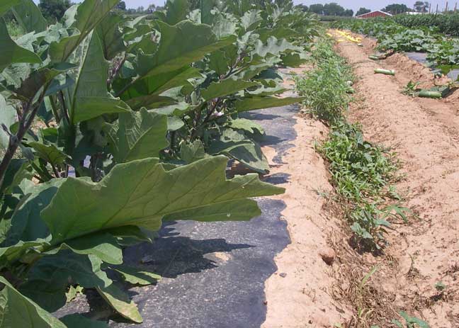 eggplant