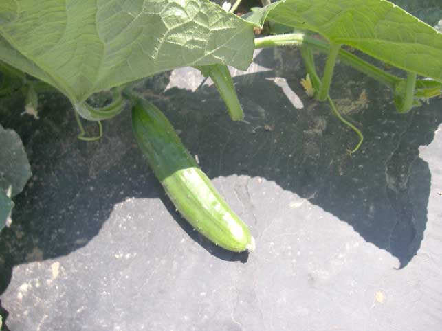 cucumber