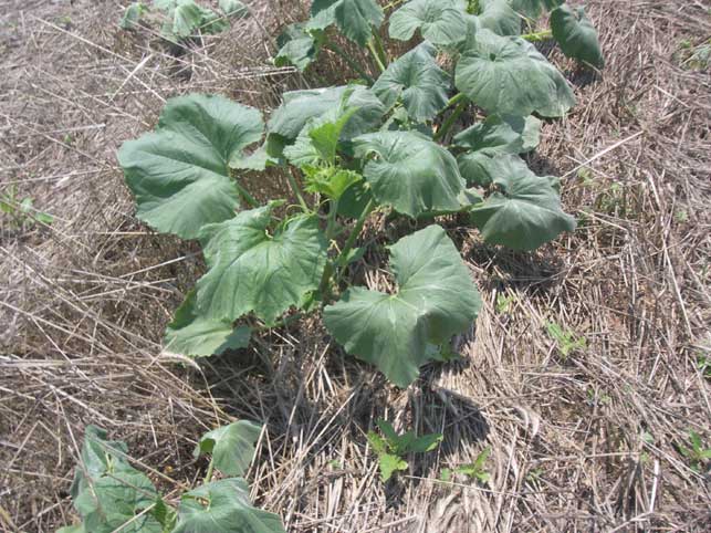 pumpkin plants