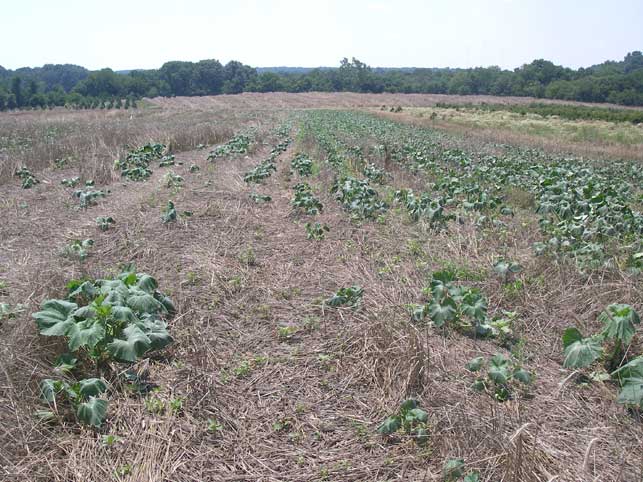 pumpkin plants