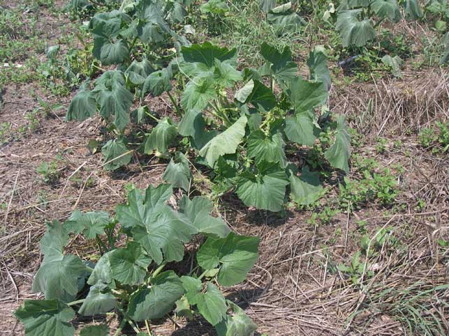 pumpkin plants