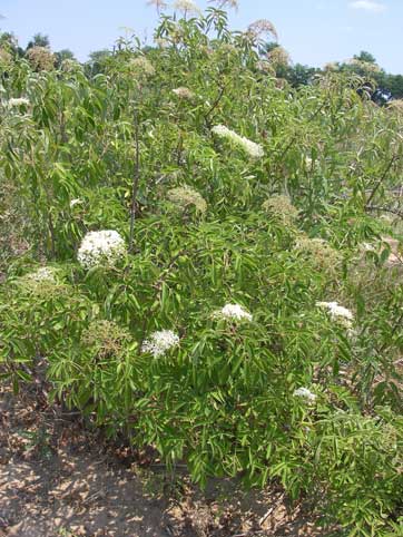 Elderberry