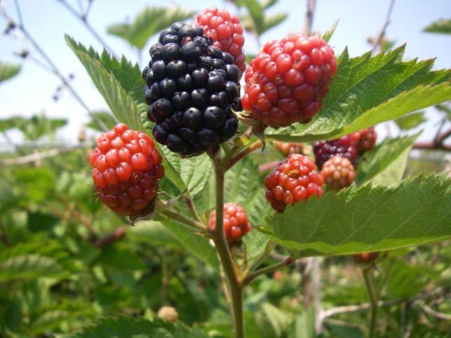 Blackberry