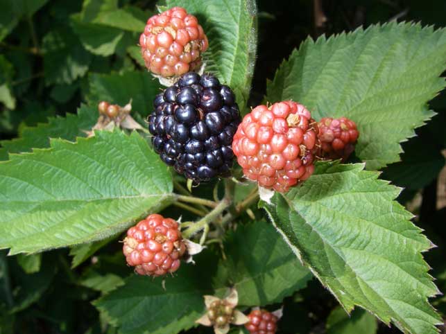 Blackberry