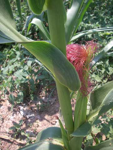 Decorative corn