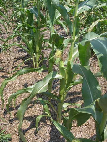 Decorative corn