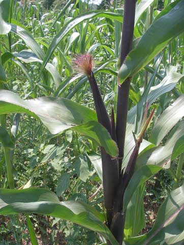 Decorative corn