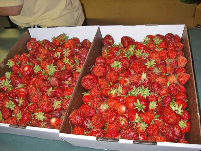 strawberries