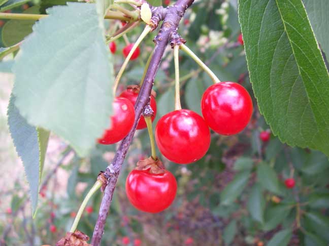 cherries