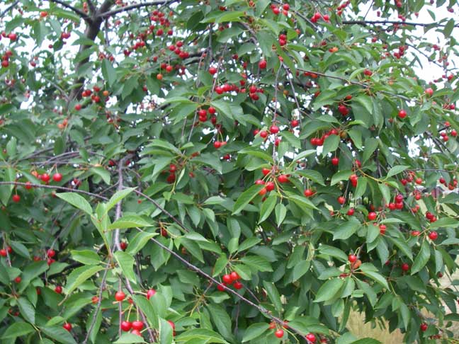 cherry trees