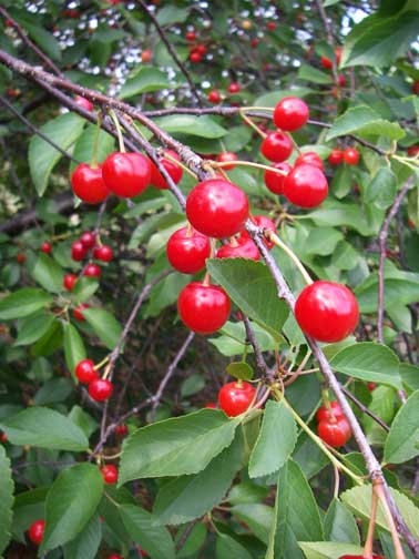 cherries