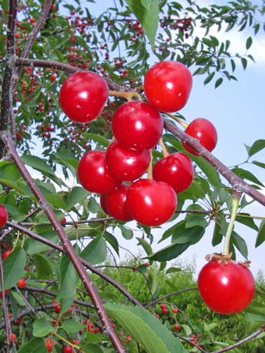 cherries