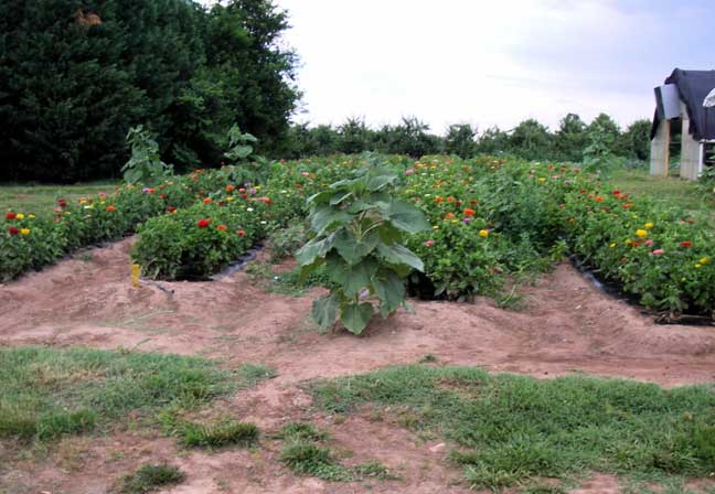 PYO flowers