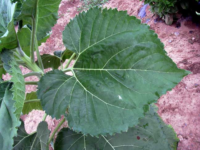 big leaf