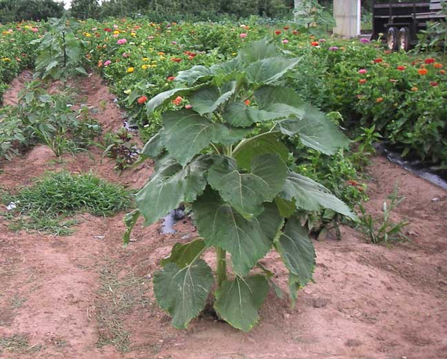 big plant