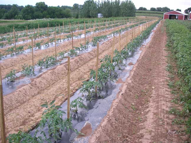 tomato plants