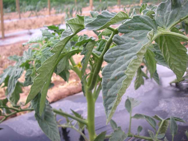 tomato plants