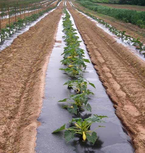 squash plants