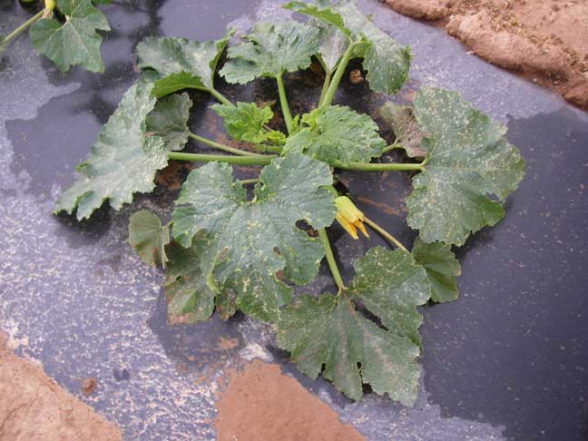 squash plant