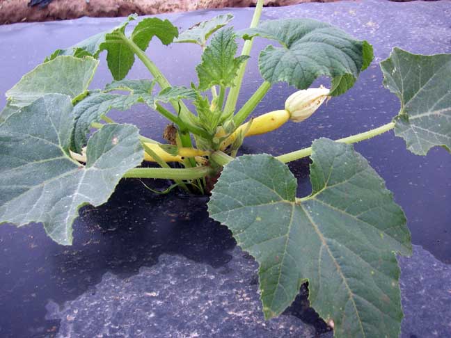 squash plant