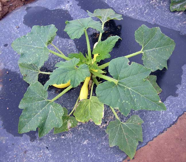 squash plant