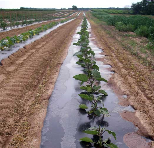 eggplant plants