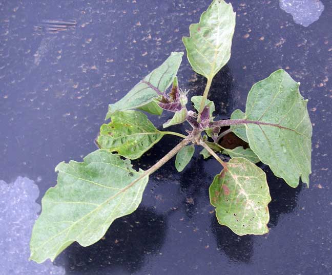 eggplant plants