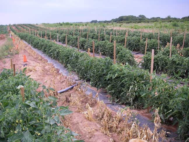 tomato plants