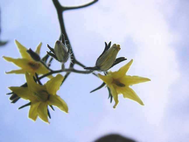 tomato blossoms