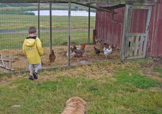 Jack visits chickens