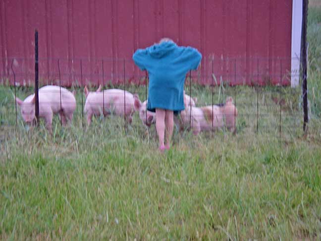 Emma visits new pigs