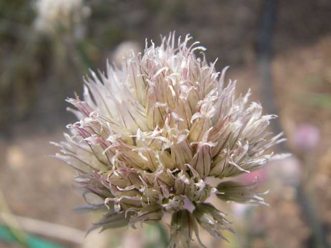 olf top of a Chive plant