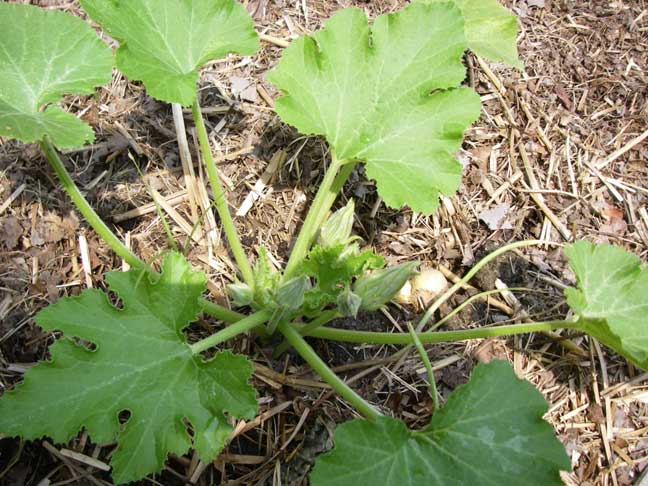 squash plant