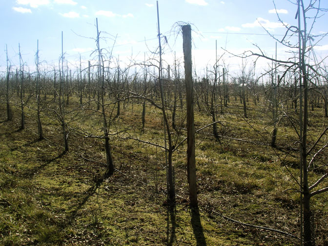 trellis apple trees