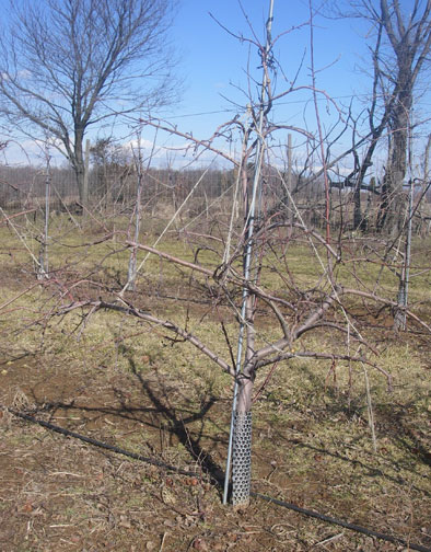 trellis apple tree