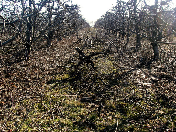 pruned trees