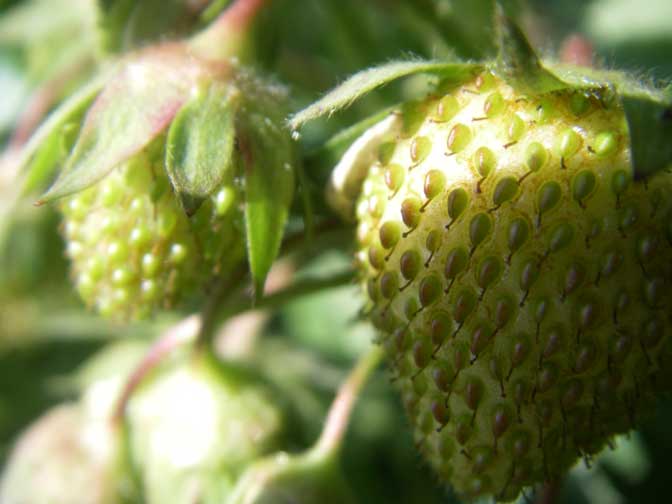green strawberries