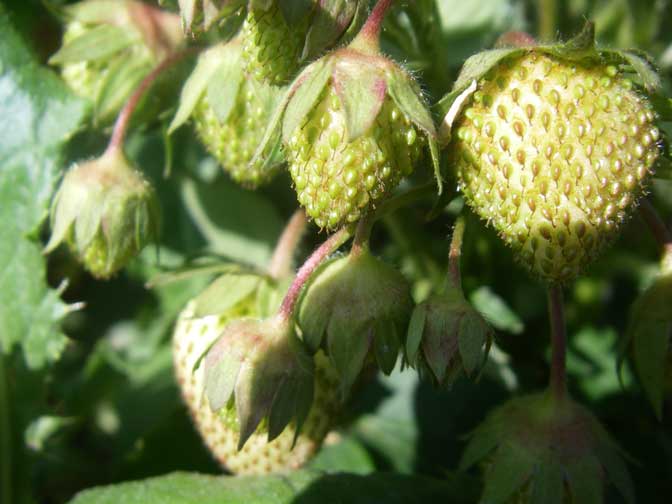 green strawberries