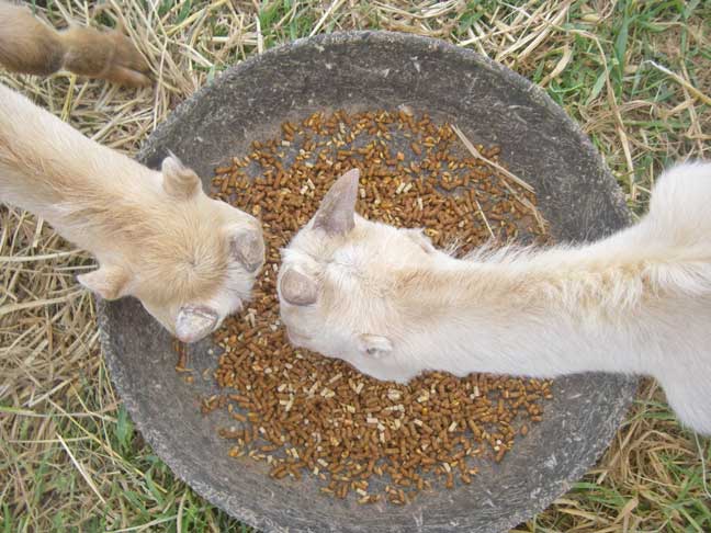 Goats eating