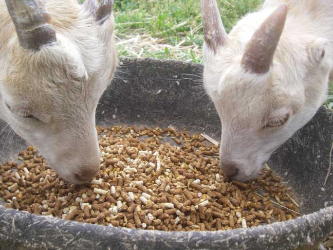 Goats eating