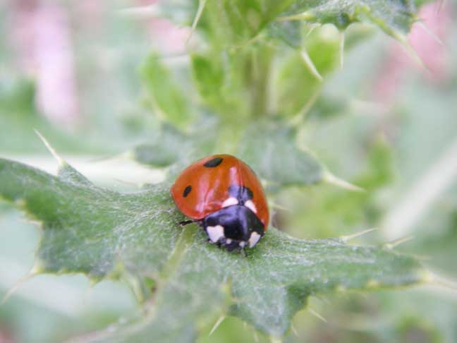 Lady Bug