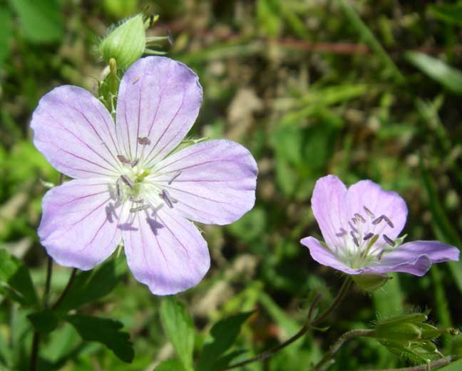 wild flower