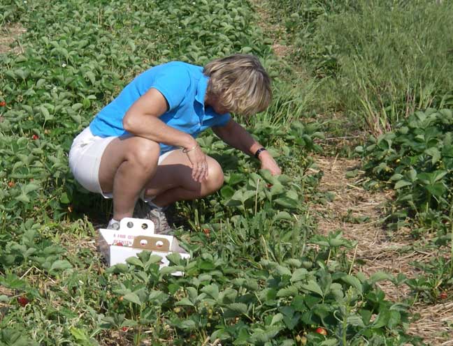 picking strawberries