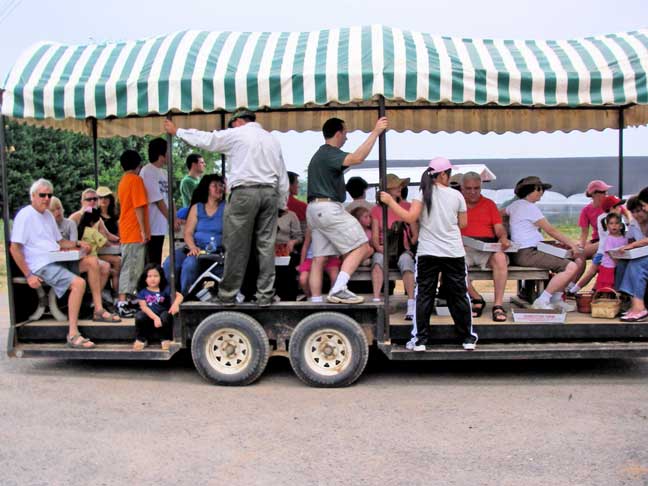 berry transport wagon