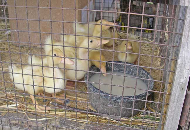 chicken hat